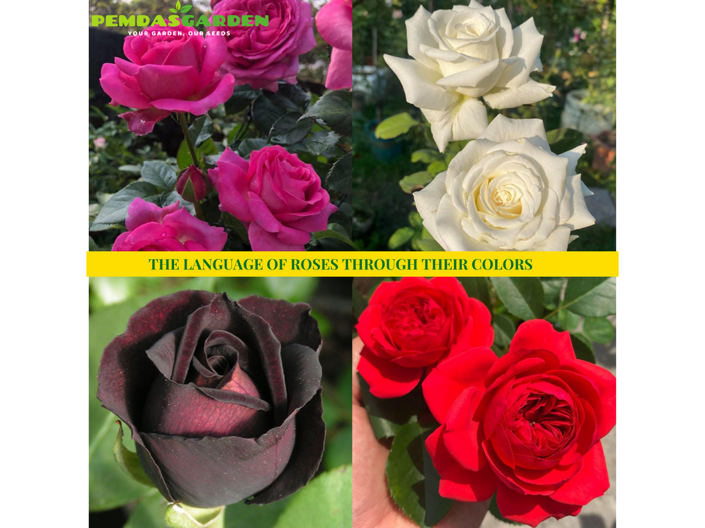 THE LANGUAGE OF ROSES THROUGH THEIR COLORS