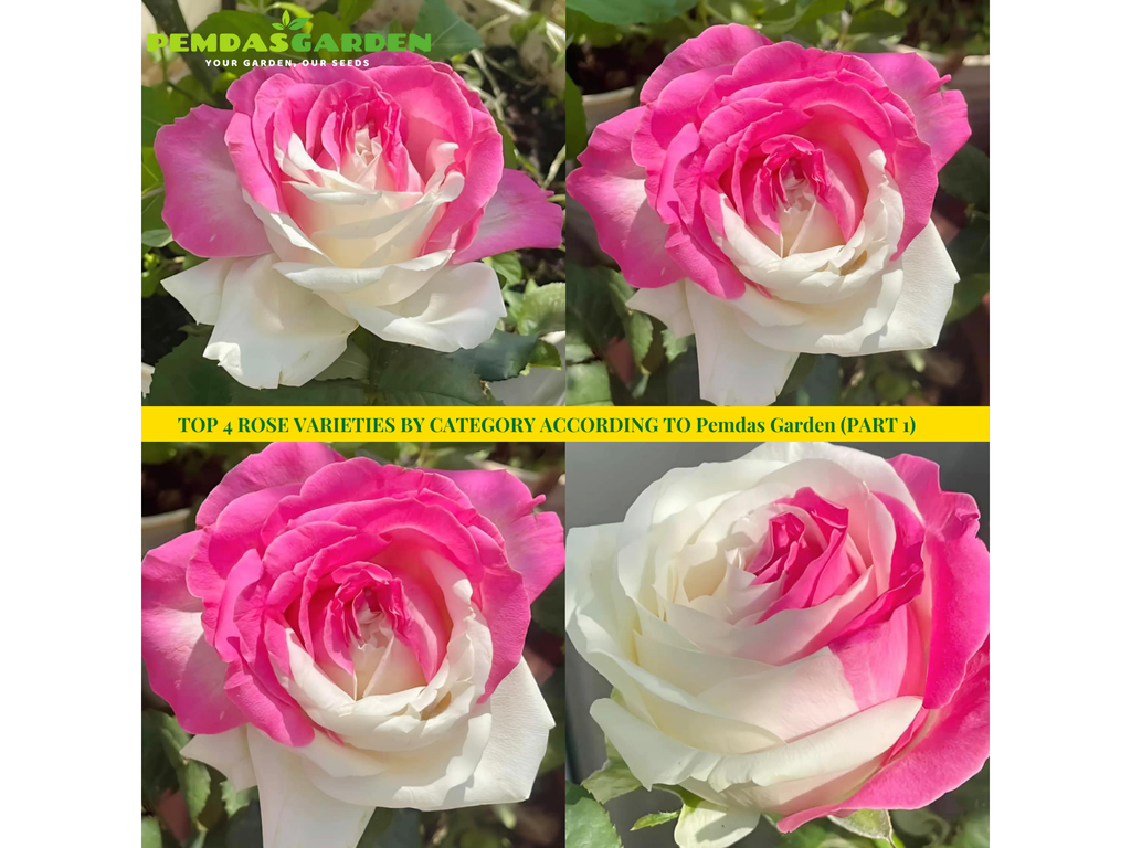 TOP 4 ROSE VARIETIES BY CATEGORY ACCORDING TO Pemdas Garden (PART 1)
