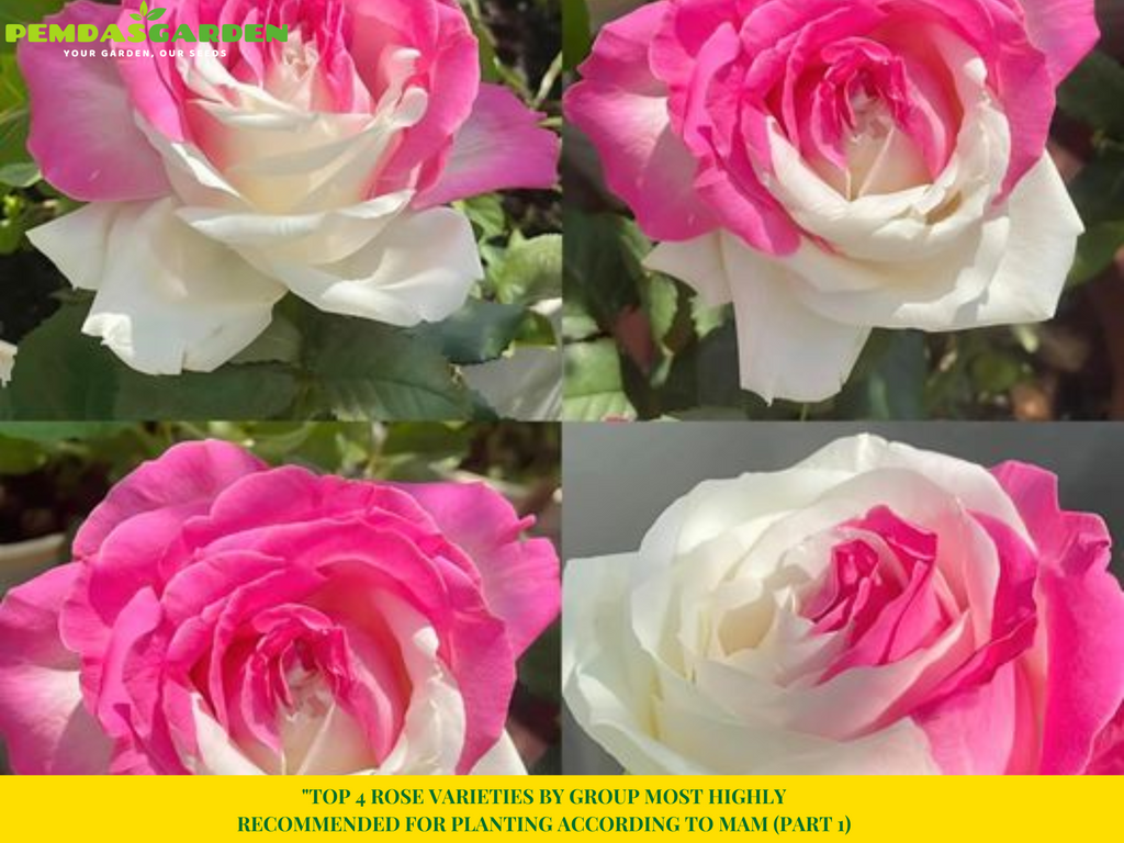 TOP 4 ROSE VARIETIES BY GROUP MOST HIGHLY RECOMMENDED FOR PLANTING ACCORDING TO MAM (PART 1)