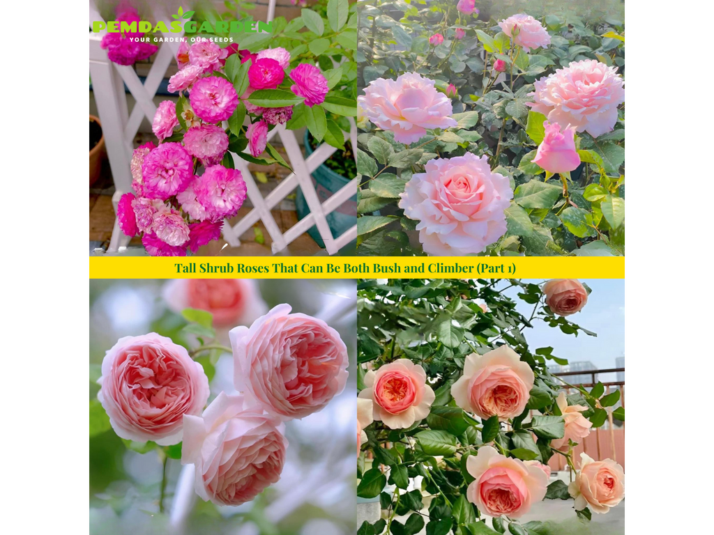 Tall Shrub Roses That Can Be Both Bush and Climber (Part 1)