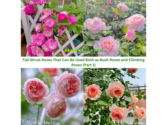 Tall Shrub Roses That Can Be Used Both as Bush Roses and Climbing Roses (Part 1)