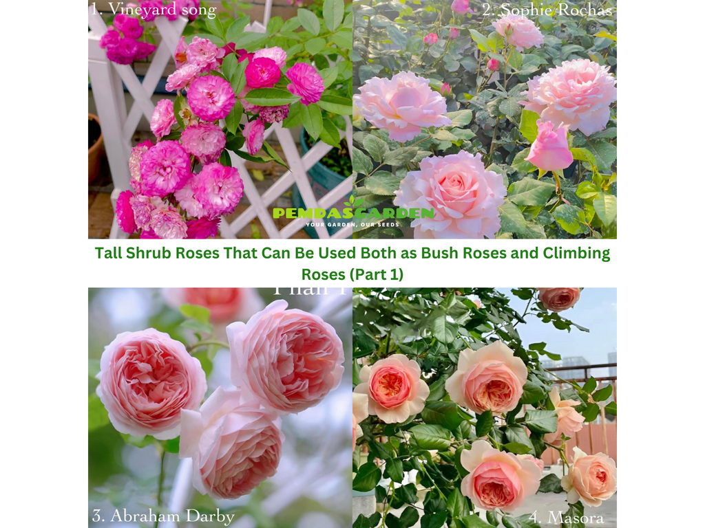 Tall Shrub Roses That Can Be Used Both as Bush Roses and Climbing Roses (Part 1)