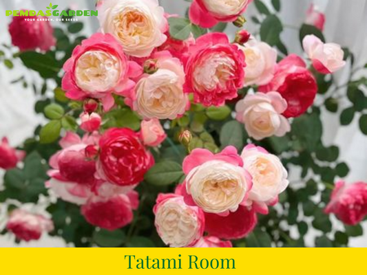Tatami Room