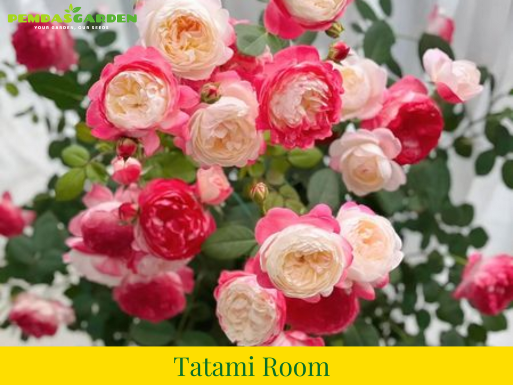 Tatami Room