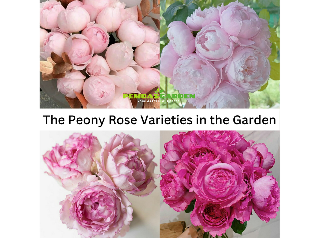 The Peony Rose Varieties in the Garden