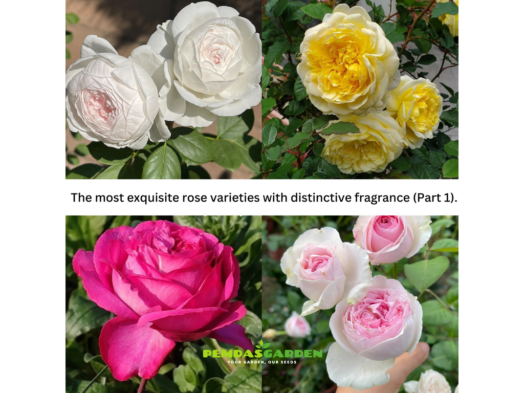 THE MOST EXQUISITE ROSE VARIETIES WITH DISTINCTIVE FRAGRANCE (PART 1)