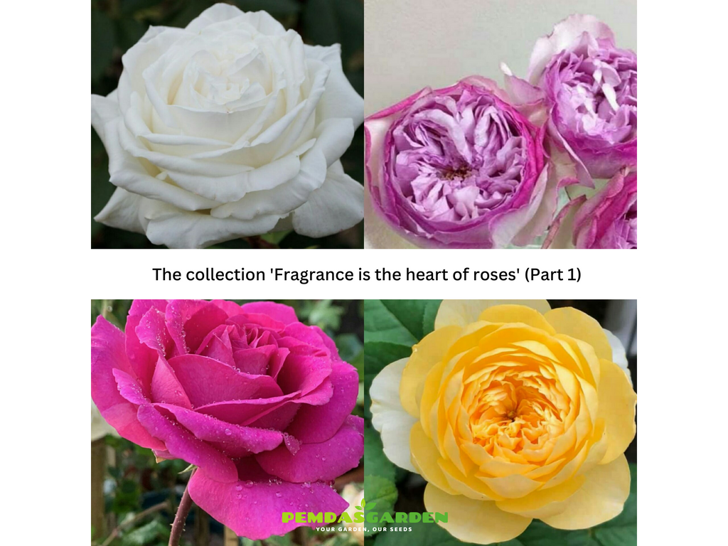 THE COLLECTION 'FRAGRANCE IS THE HEART OF ROSES' (PART 1)