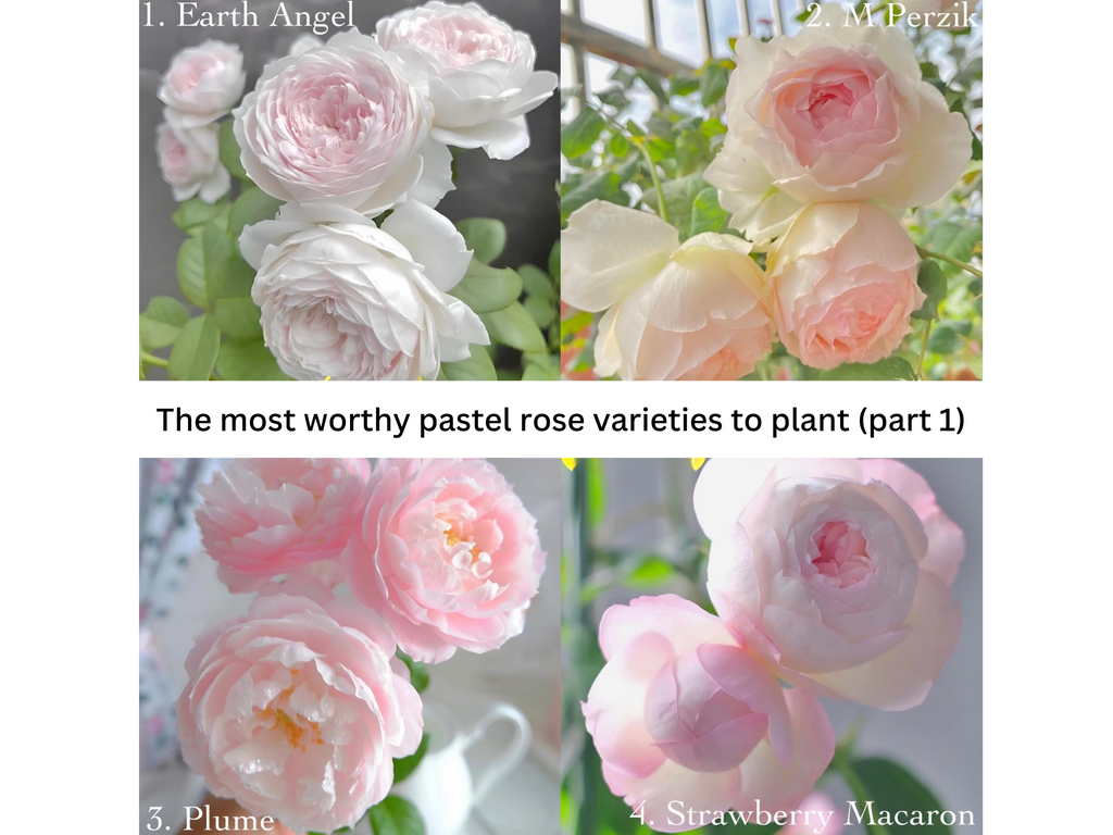 THE MOST WORTHY PASTEL ROSE VARIETIES TO PLANT (PART 1)