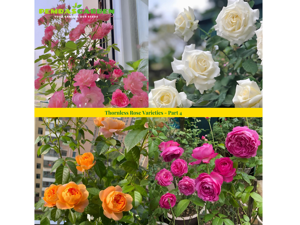 Thornless Rose Varieties - Part 4