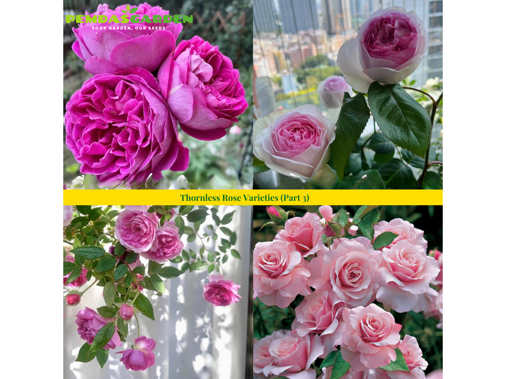 Thornless Rose Varieties (Part 3)