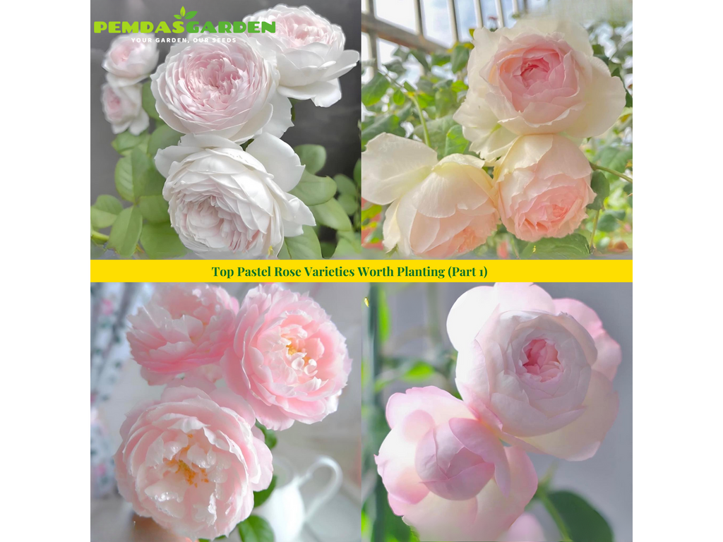 Top Pastel Rose Varieties Worth Planting (Part 1)