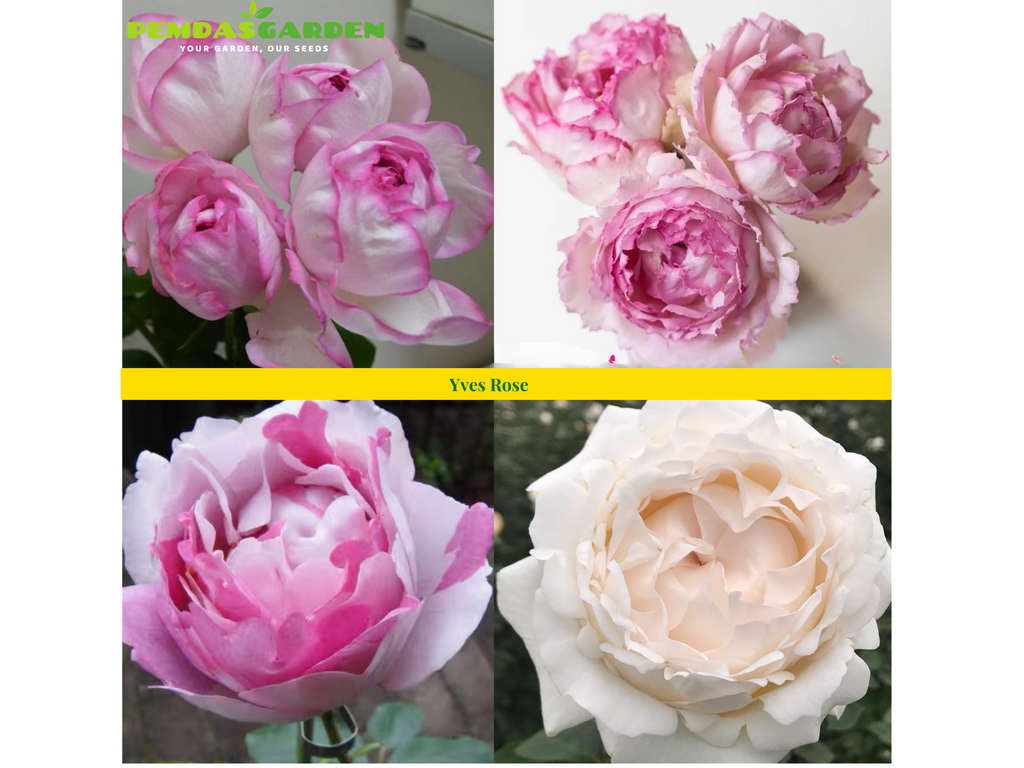 Care Experience for Yves Rose Varieties