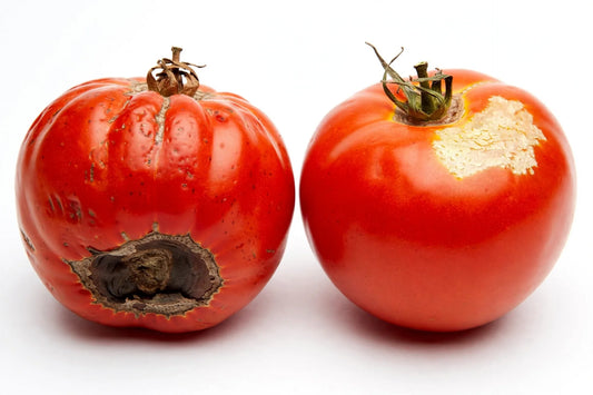 Blossom-End Rot vs Sunscald: How to Tell Them Apart