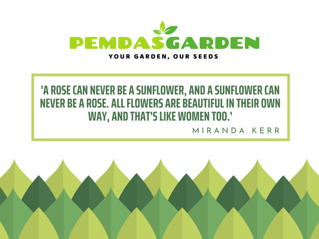 A list of some bush roses available at Pemdas Garden.