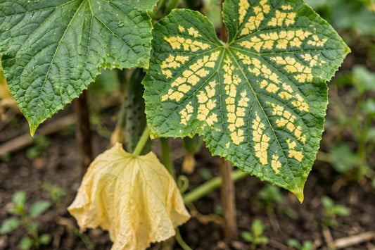Cucumber Leaves Turning Yellow? The 4 Most Likely Causes