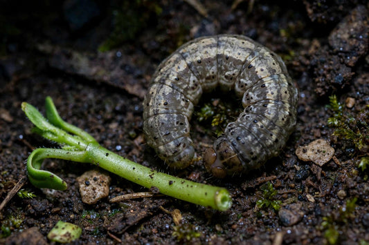 Cutworms in the Garden: Identification, Damage & Control