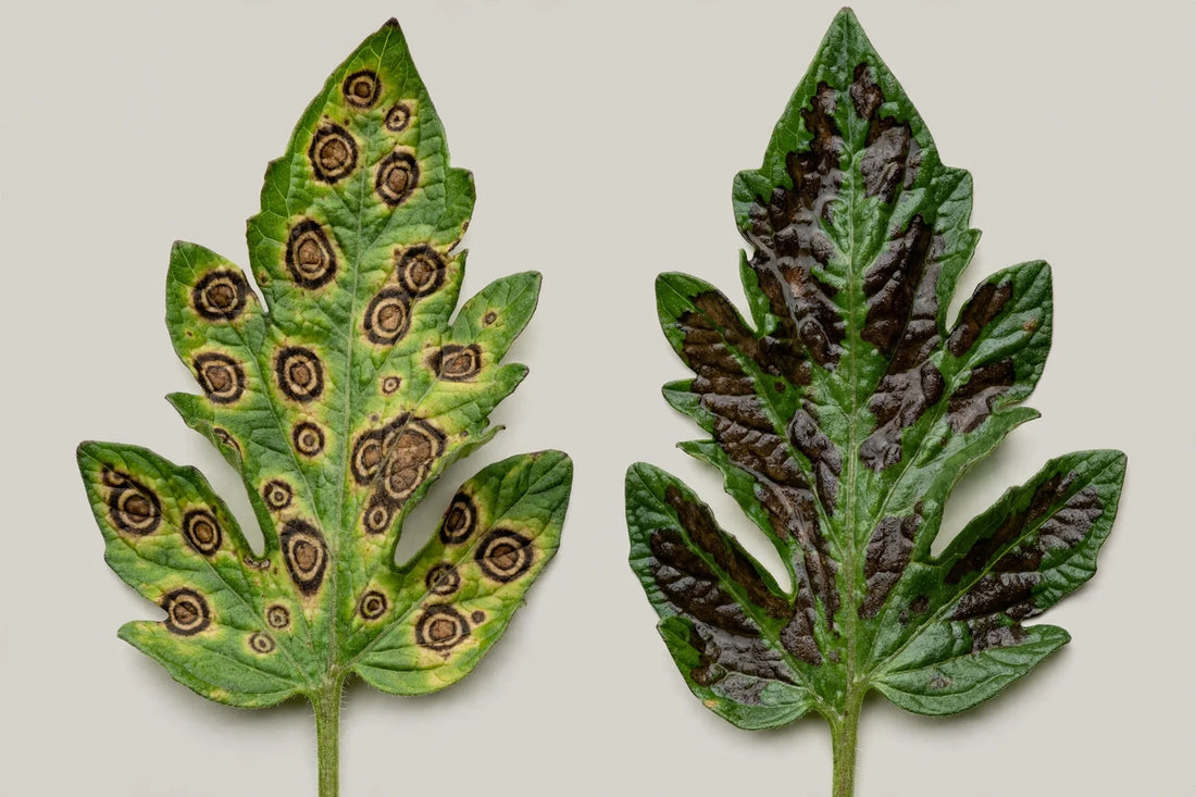 Early Blight vs Late Blight: How to Tell Them Apart