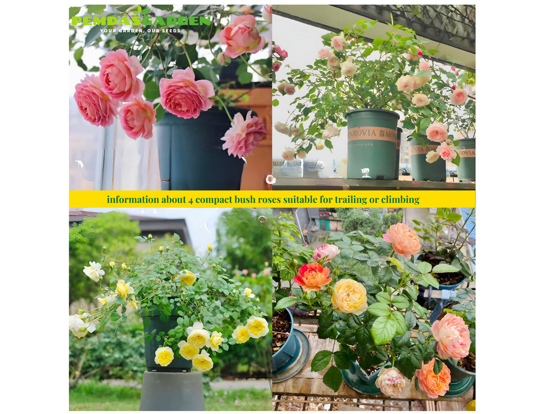 information about 4 compact bush roses suitable for trailing or climbing: