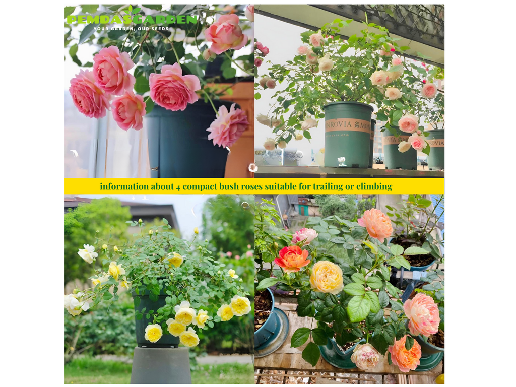 information about 4 compact bush roses suitable for trailing or climbing: