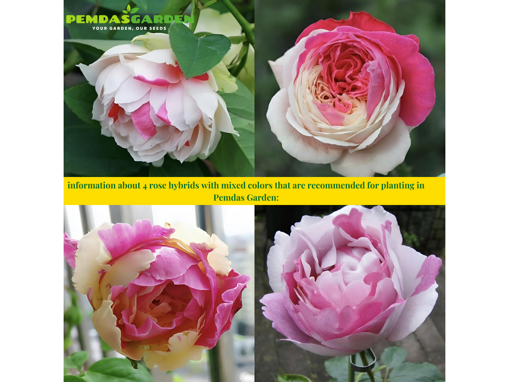 information about 4 rose hybrids with mixed colors that are recommended for planting in Pemdas Garden