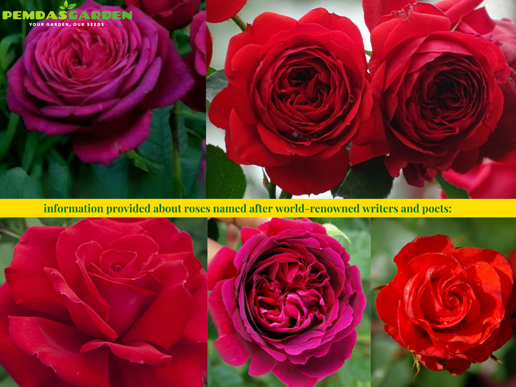 information  provided about roses named after world-renowned writers and poets