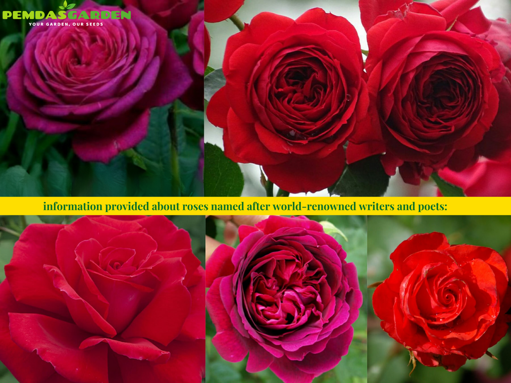 Named Roses information provided about roses named after world-renowned writers an ...
