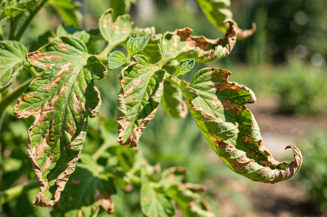 Green leaves developing brown dry patches in bright summer heat