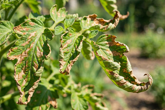 Green leaves developing brown dry patches in bright summer heat