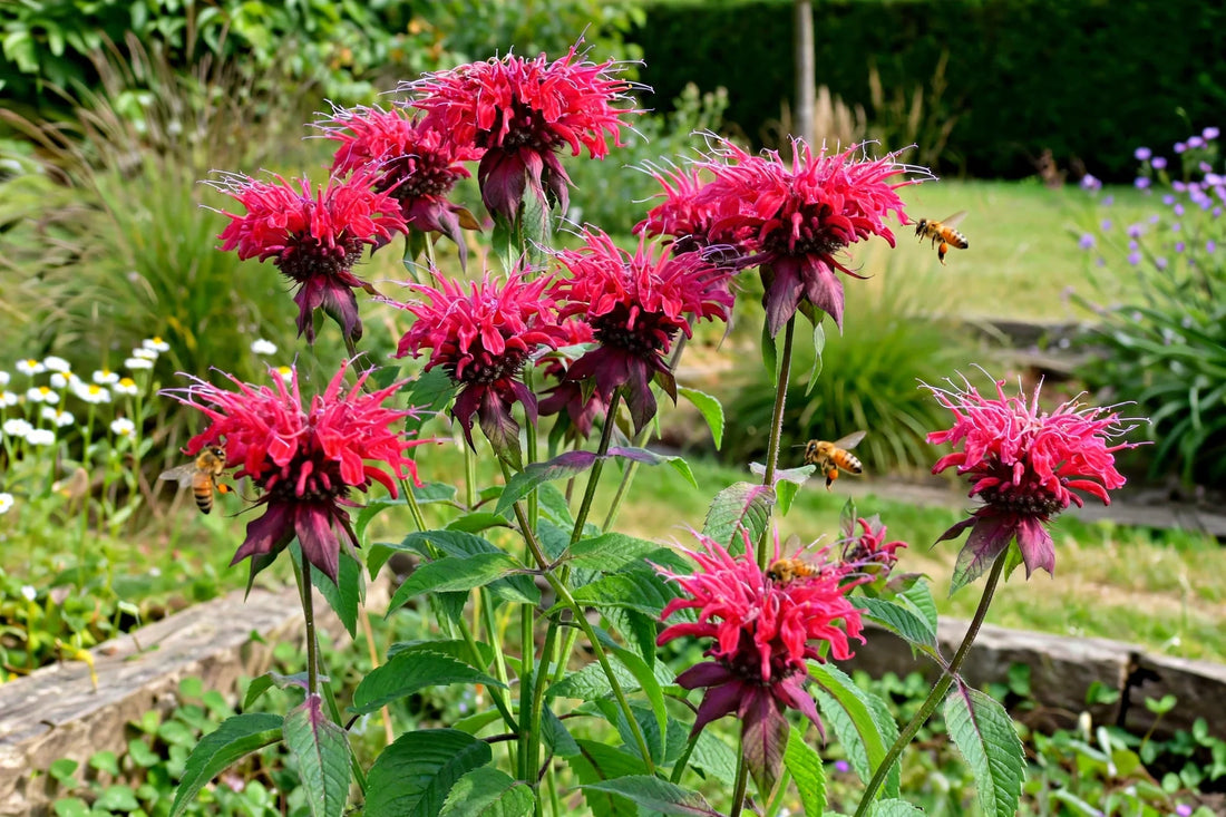 How to Grow Bee Balm from Seed: Pollinator Power Guide