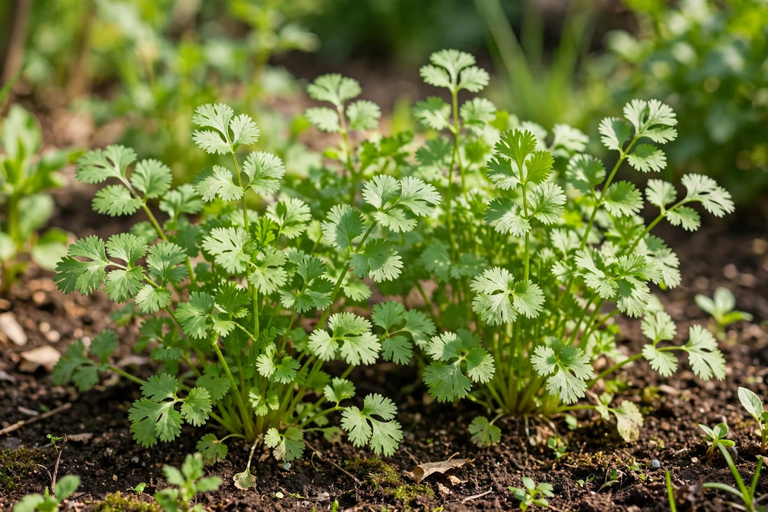 When to Start Cilantro Seeds: Indoor & Outdoor Timing