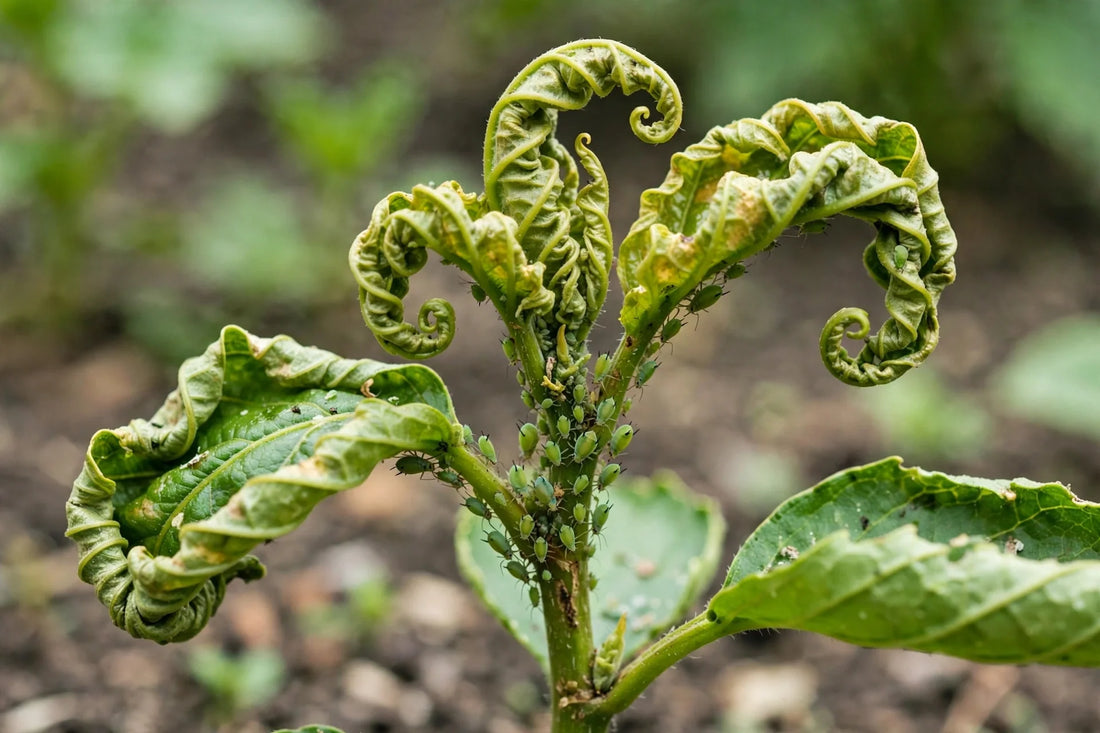 Why Are New Leaves Curling? Causes, Diagnosis & Fixes