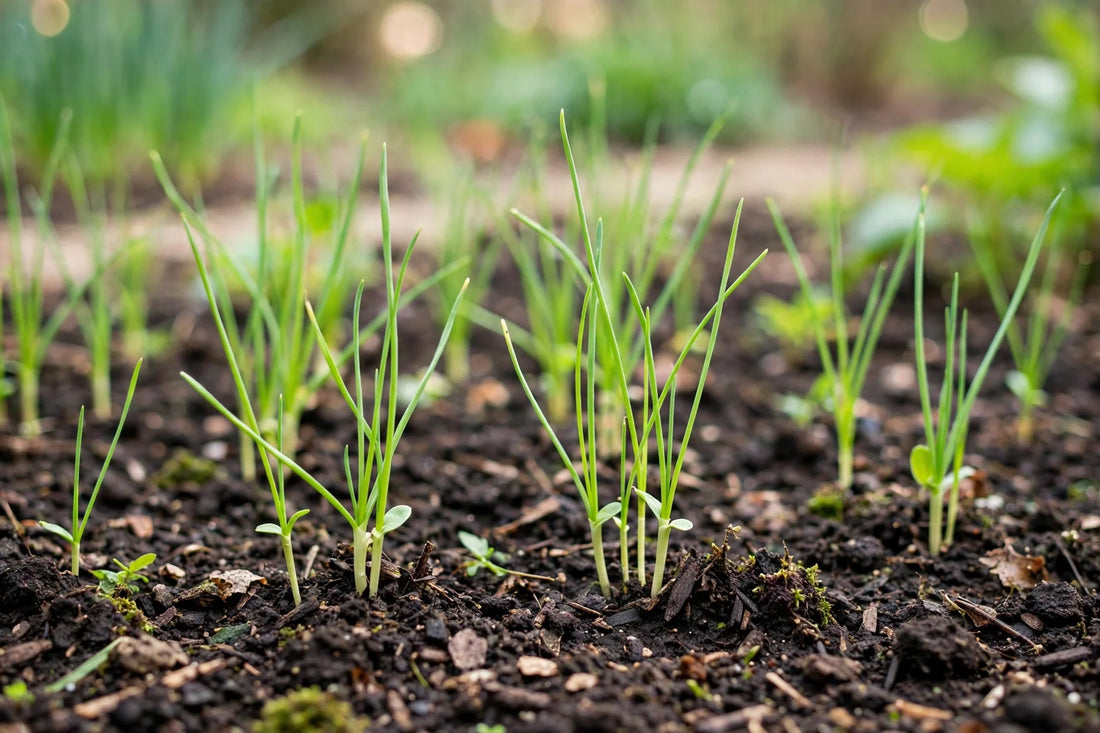 How to Grow Onions from Seed: Complete Guide