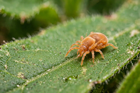 Predatory Mites for Spider Mite Control: A Complete Guide