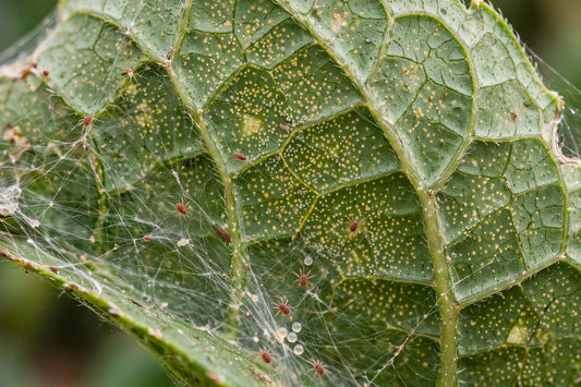 Spider Mites on Plants: Identification, Damage & Control Guide