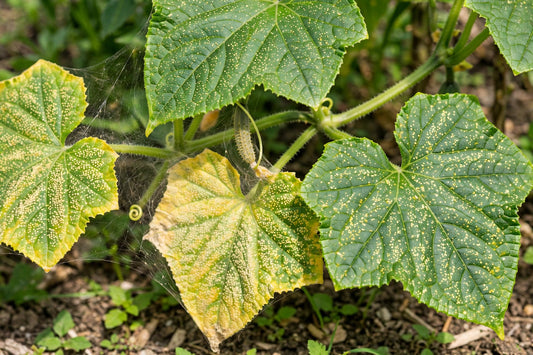 Spider Mites on Cucumbers: Damage Signs & Natural Control