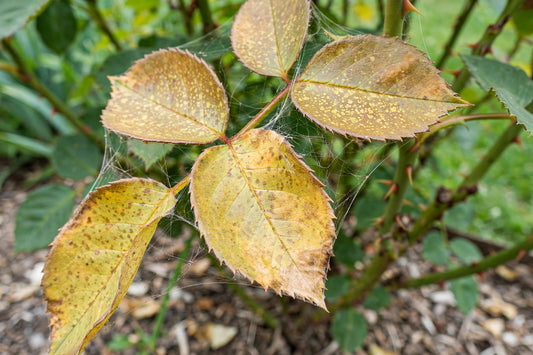 Spider Mites on Roses: Identification & Control