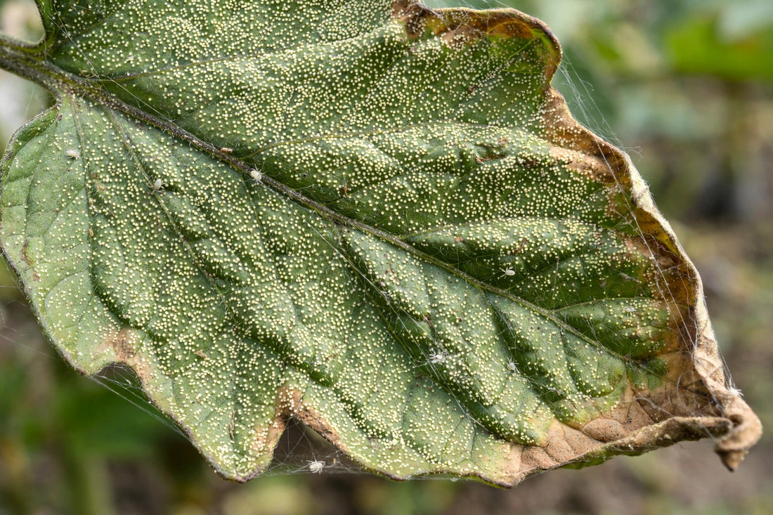 Tiny Specks on Leaves? How to Tell If It's Spider Mites
