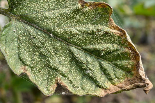 Tiny Specks on Leaves? How to Tell If It's Spider Mites