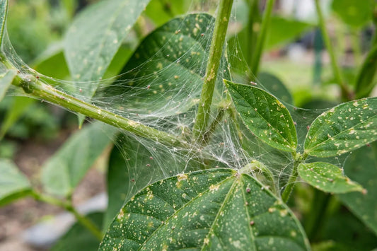 Why Is There Webbing on My Plant Leaves? Causes & Fixes