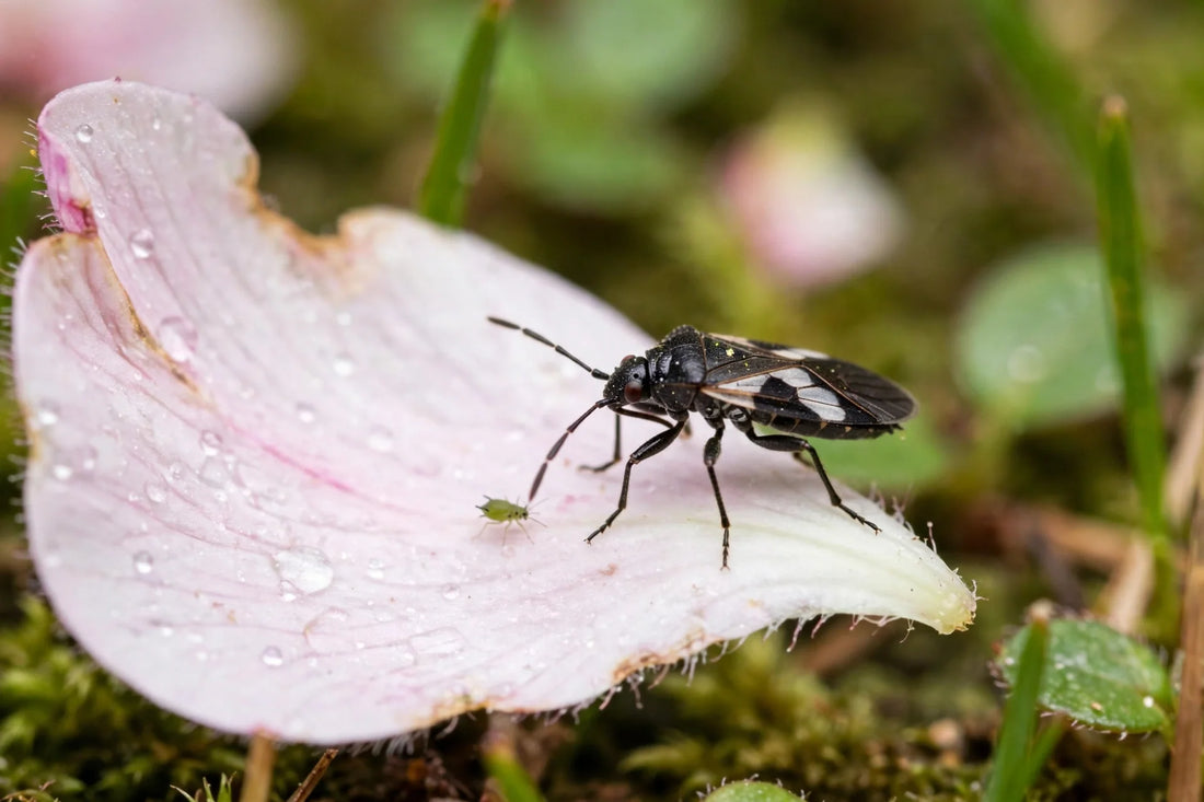 minute pirate bug predator on a flower petal hunting, macro photography showing black body with white wing markings