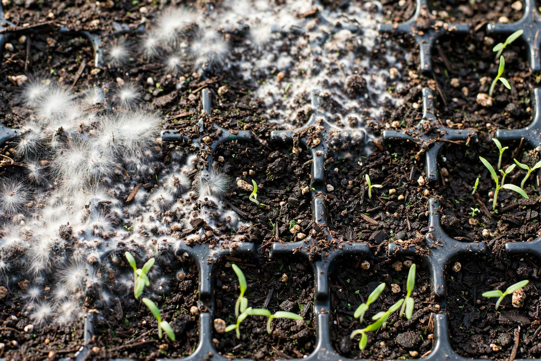 Mold on Seed Starting Mix: Is It Dangerous?