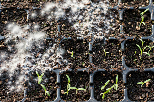 Mold on Seed Starting Mix: Is It Dangerous?
