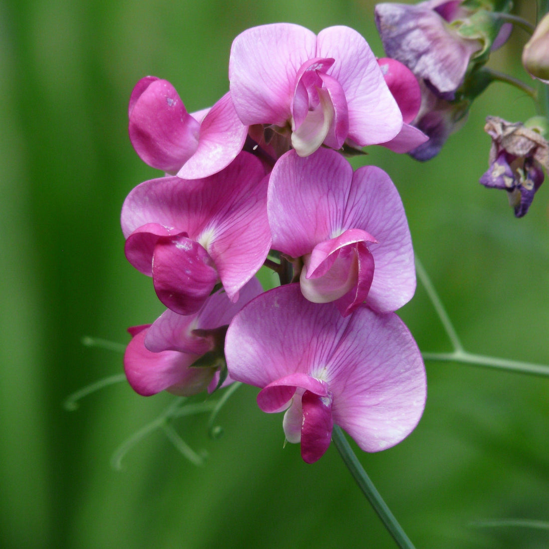 Growing Sweet Peas from Seed: A Complete Beginner's Guide