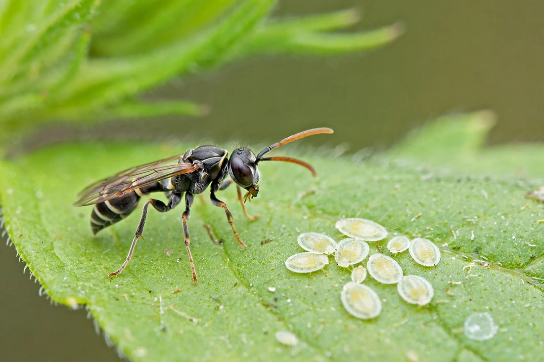 Extreme close-up of a tiny parasitic wasp on a green leaf beside whitefly nymphs in soft natural light