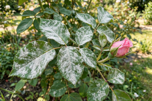 Powdery Mildew on Roses: Signs, Treatment & Prevention