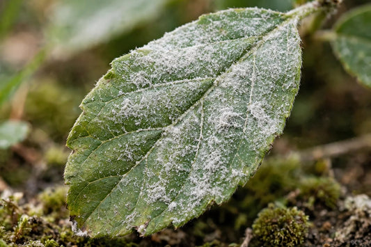 Powdery Mildew vs Downy Mildew: Spot the Difference Fast