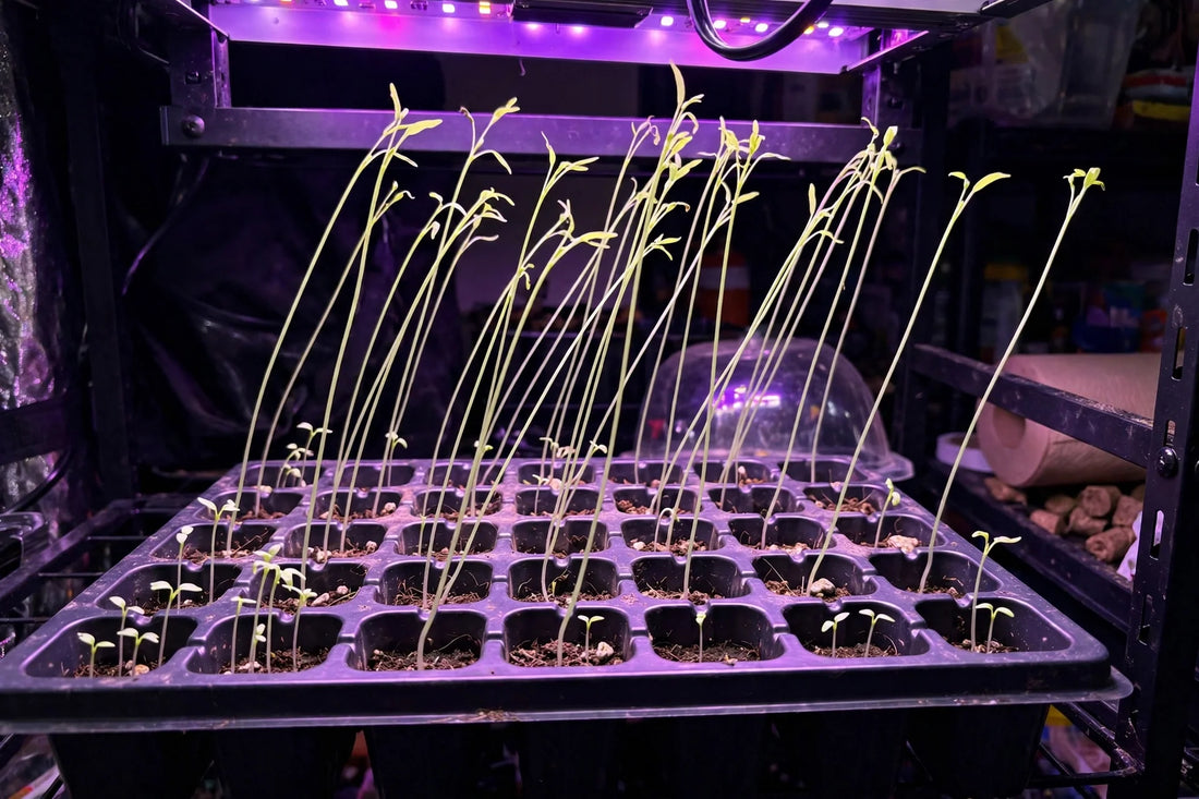Seedlings Not Growing? 9 Causes and How to Fix Them