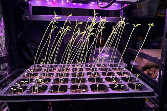 Seedlings Not Growing? 9 Causes and How to Fix Them