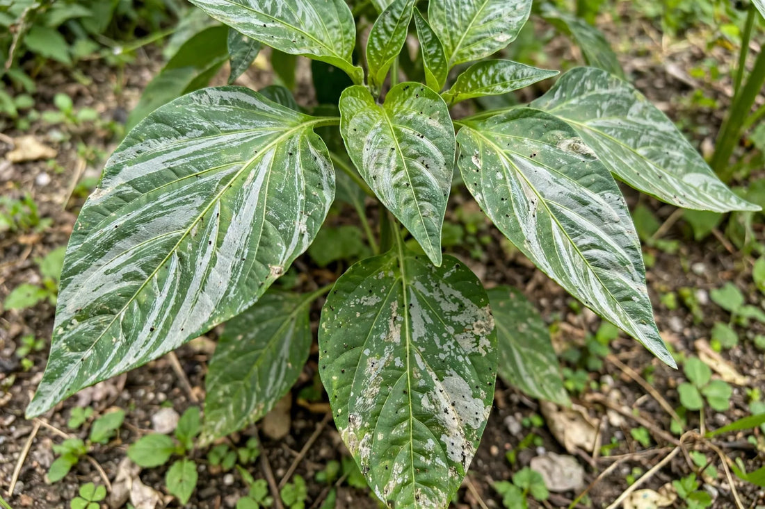 plant leaves showing distinctive silvery streaks and patches from thrips feeding damage