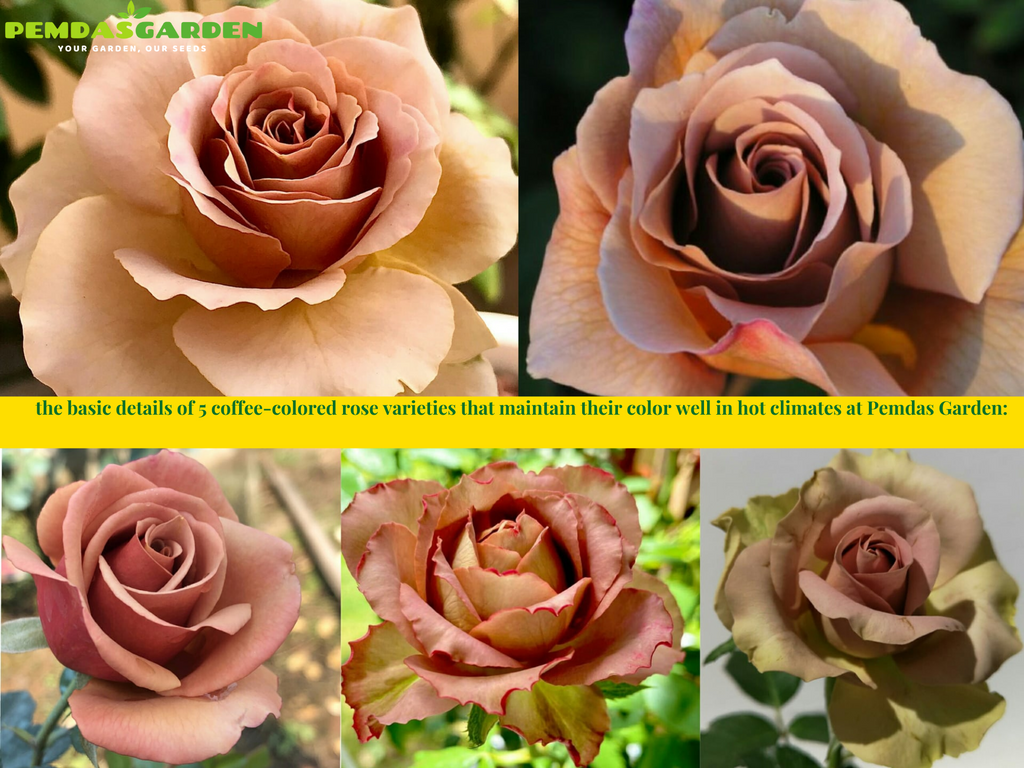 the basic details of 5 coffee-colored rose varieties that maintain their color well in hot climates at Pemdas Garden